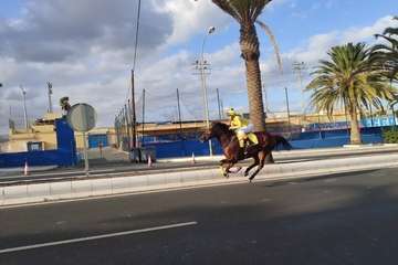Carreras de caballos en Telde por San Gregorio (Foto TA y TF)